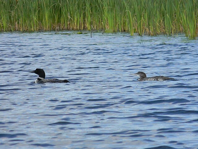 Ham Lake, Anoka County skyline